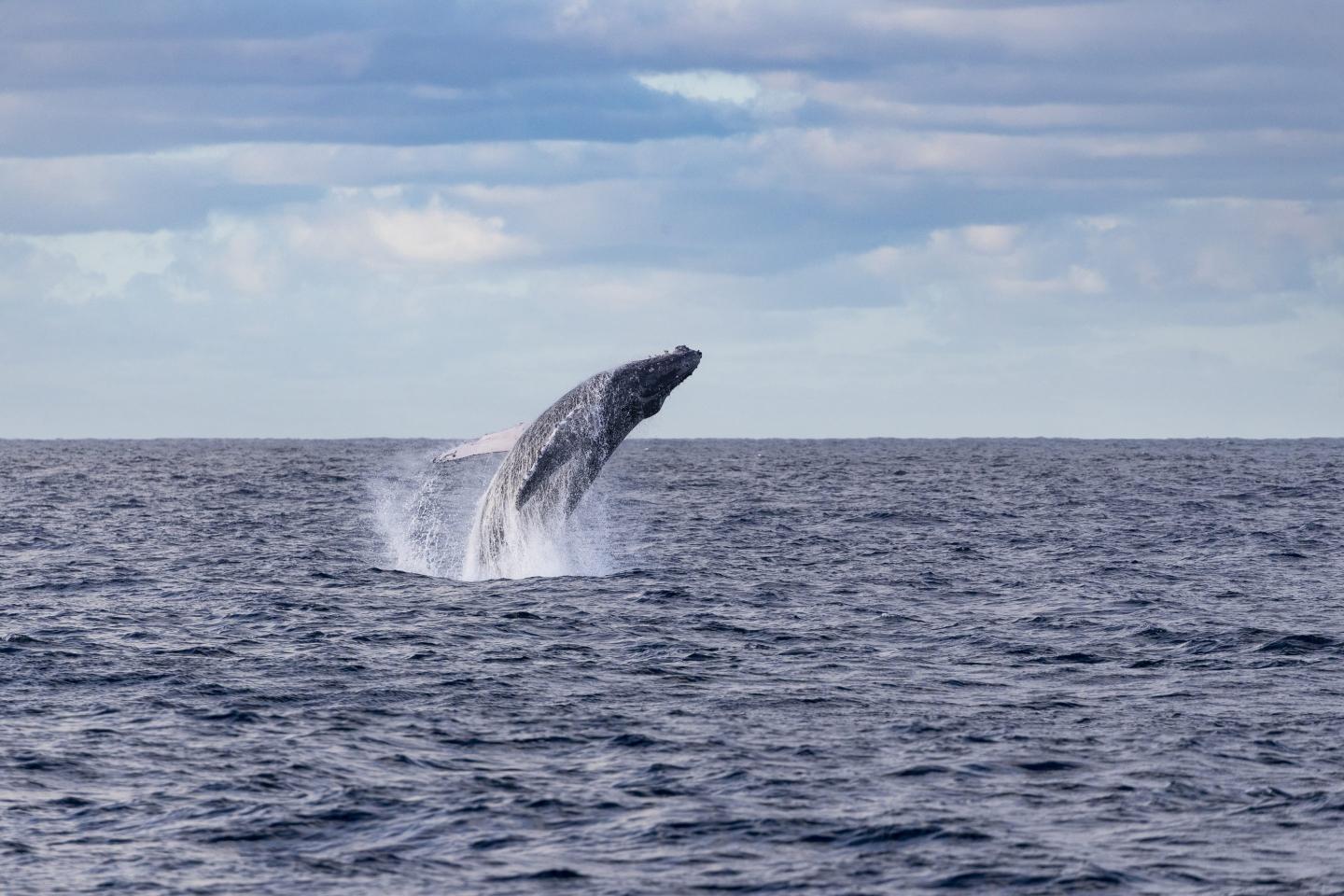 humpback whale