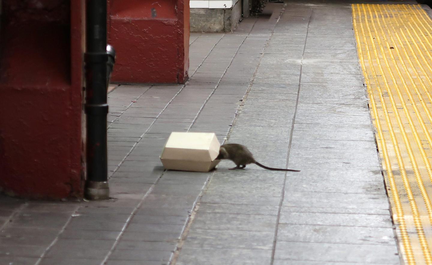 Rat