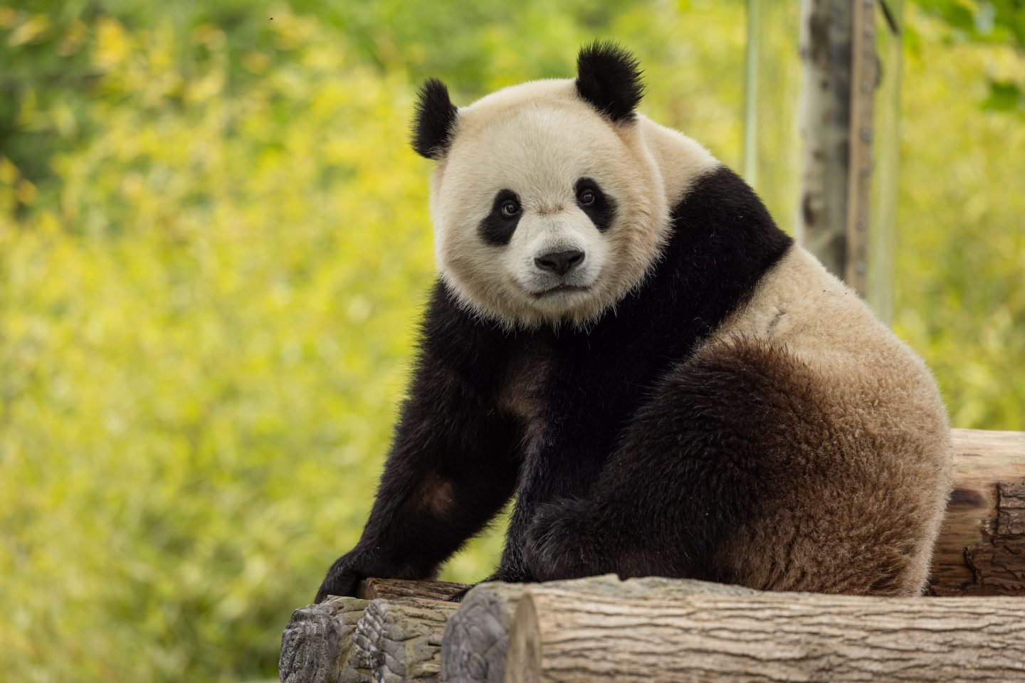 Bao Li will make his way to the National Zoo later this year.