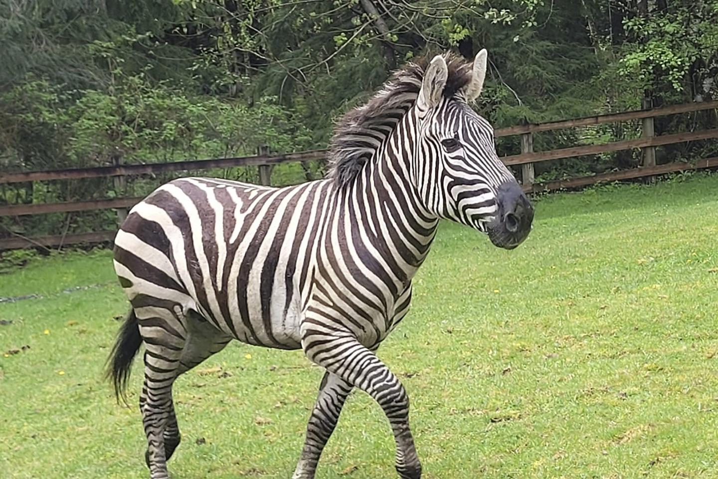zebra trots in field