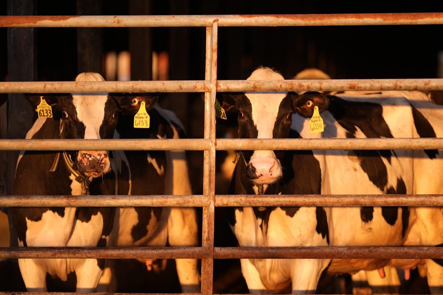 U.S. pledges $200 million and other aid to help track and contain bird flu on dairy farms