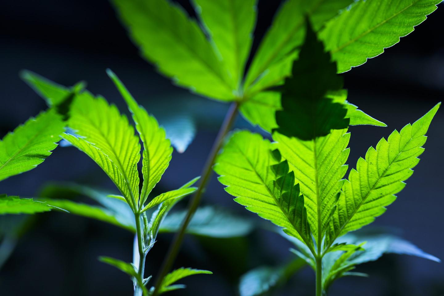 Cannabis clones are displayed for customers at Home Grown Apothecary, April 19, 2024, in Portland, Ore. The Justice Department has formally moved to reclassify marijuana as a less dangerous drug in a historic shift to generations of drug policy in the United States. A proposed rule sent Thursday to the federal register recognizes the medical uses of cannabis and acknowledge it has less potential for abuse than some of the nation’s most dangerous drugs.