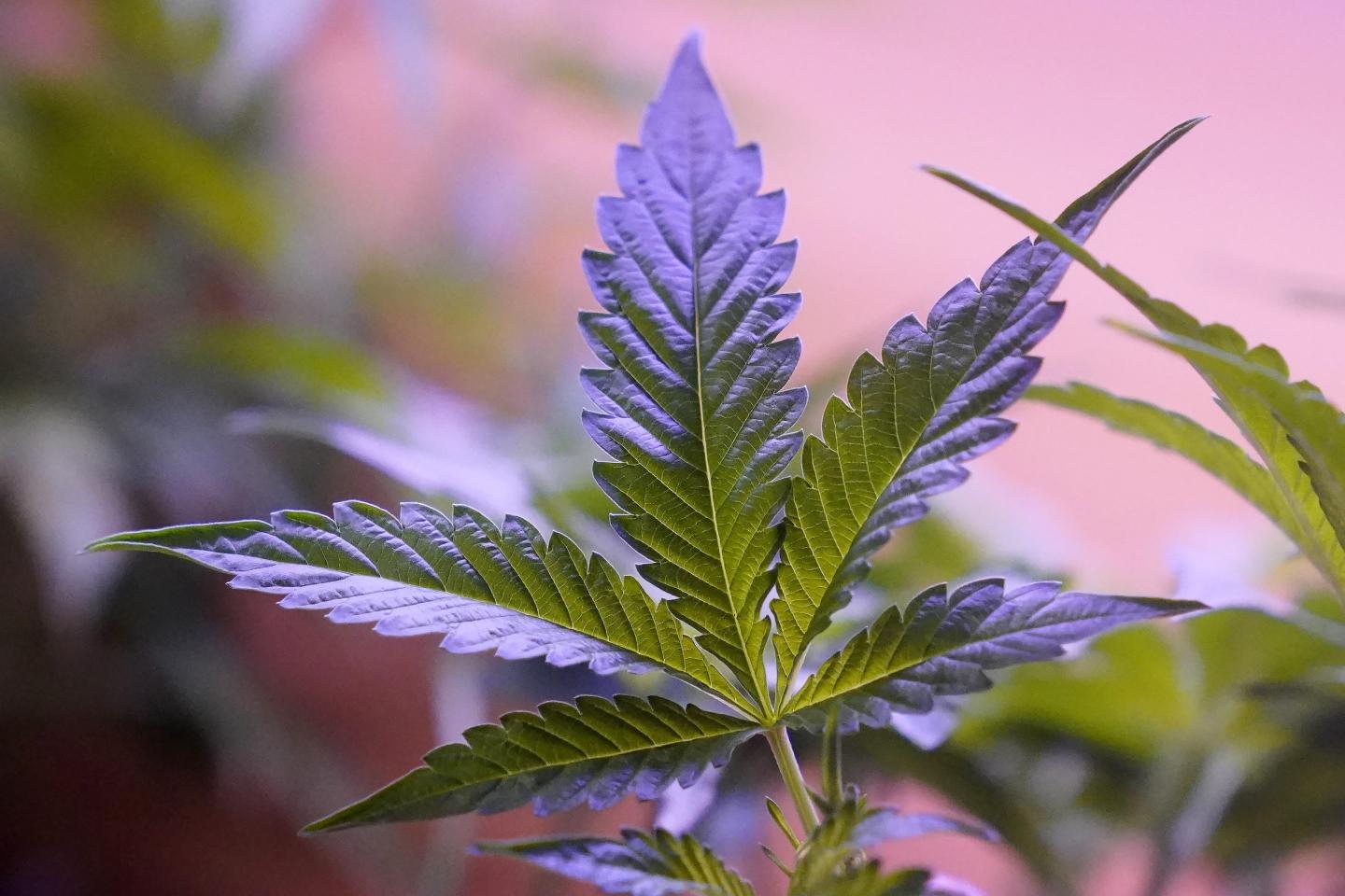 Marijuana