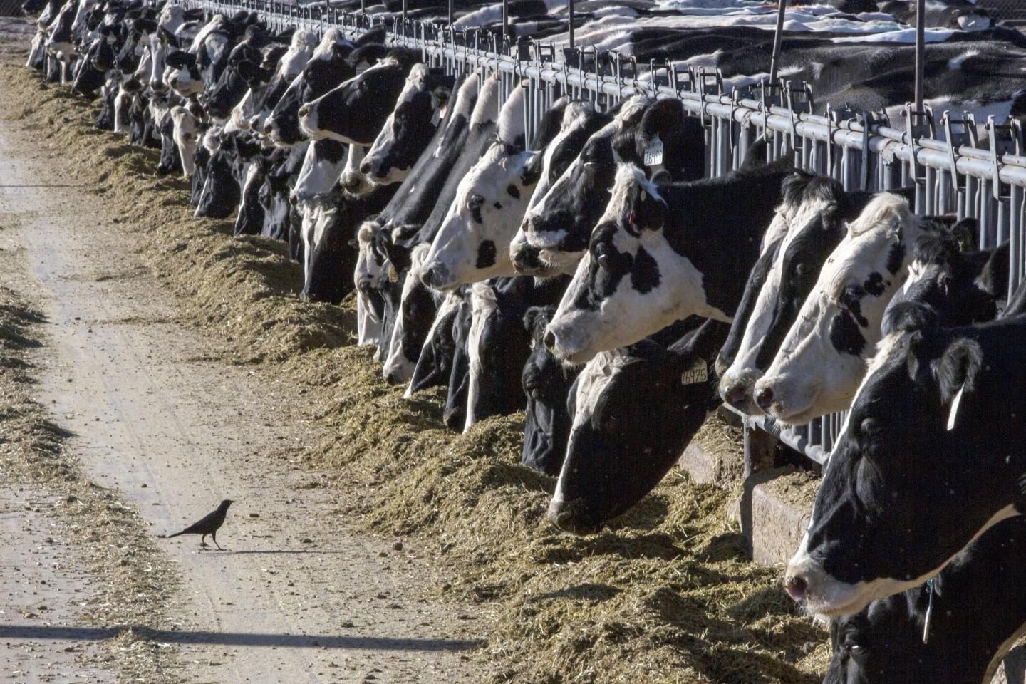 row of cows eating
