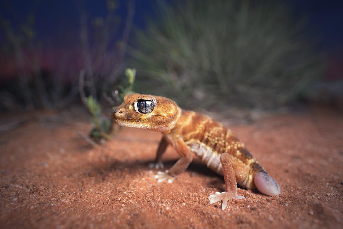 Tiny, light-brown lizard sparks massive clash  between environmentalists and oil giants