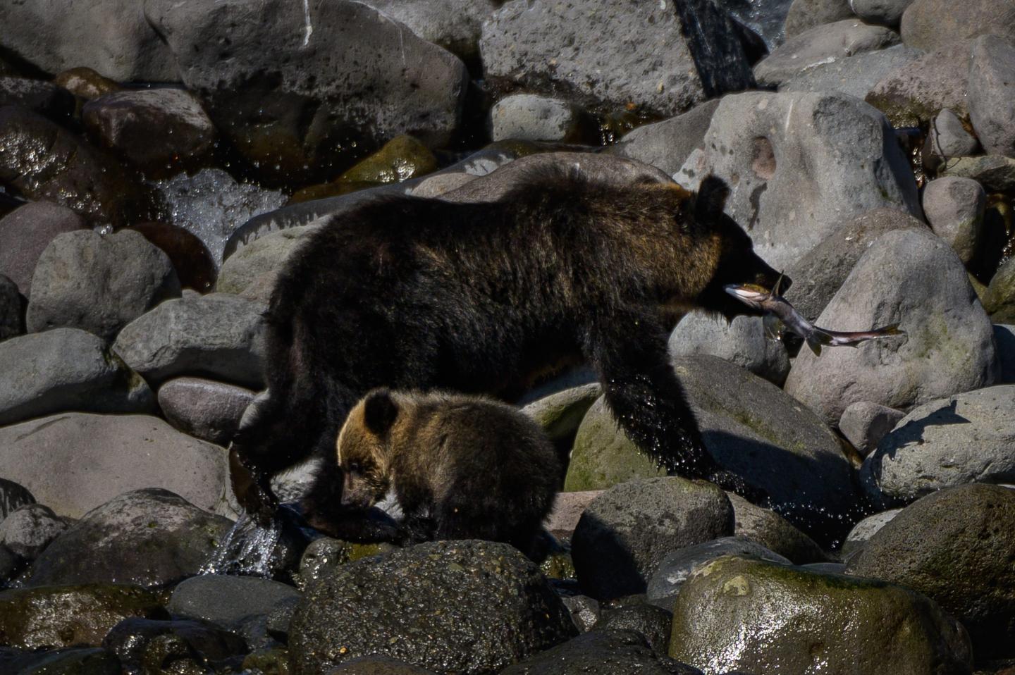 Japan has had so many bear attacks in the past year it’s turning to AI to act as a warning system