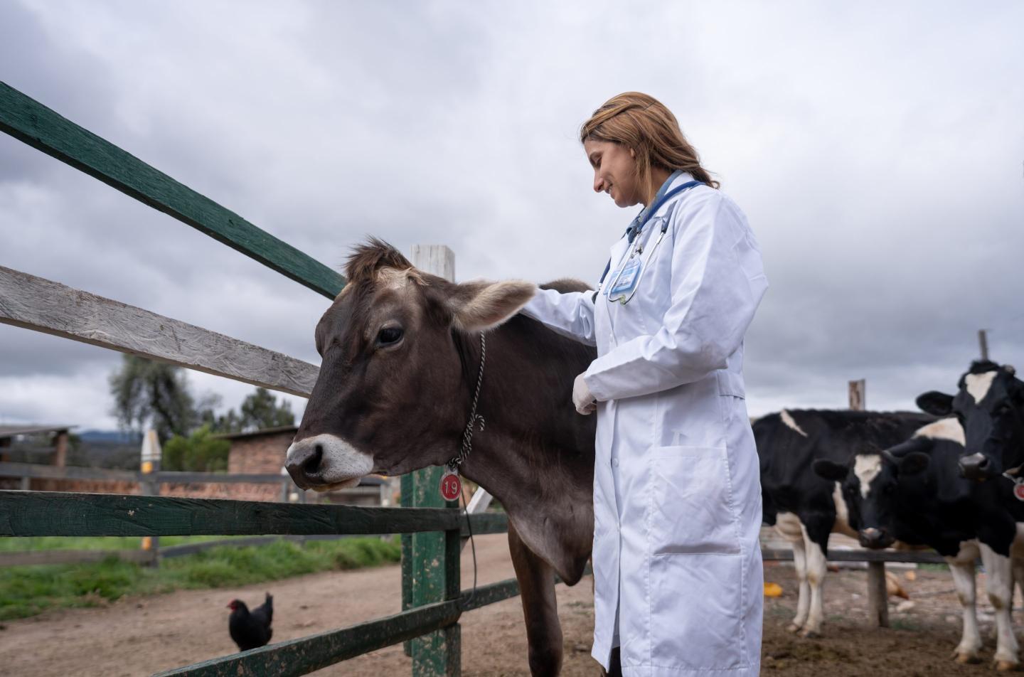 Texas vet who cares for 40,000 cattle said nearly every farm that had cows sick with bird flu also had sick workers: ‘I had people who never missed work, miss work’