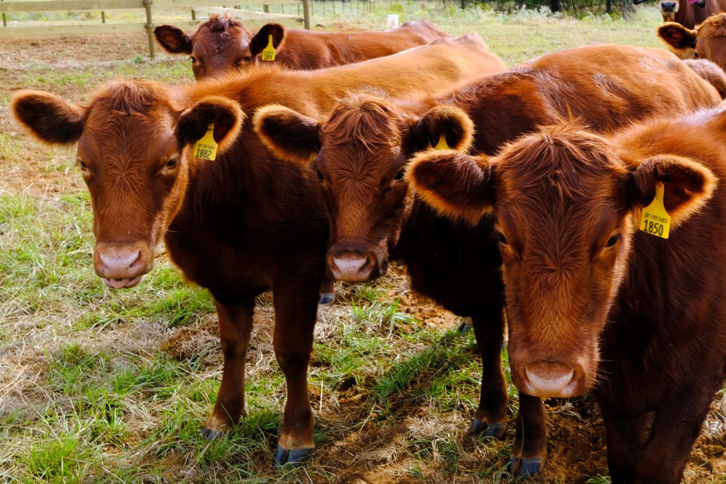 Cattle in a field.