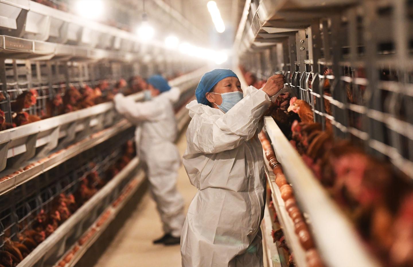 Employees work on epidemic prevention for chickens at a livestock company in Zhangjiakou, Hebei Province, China, on Tuesday, April 9, 2024.