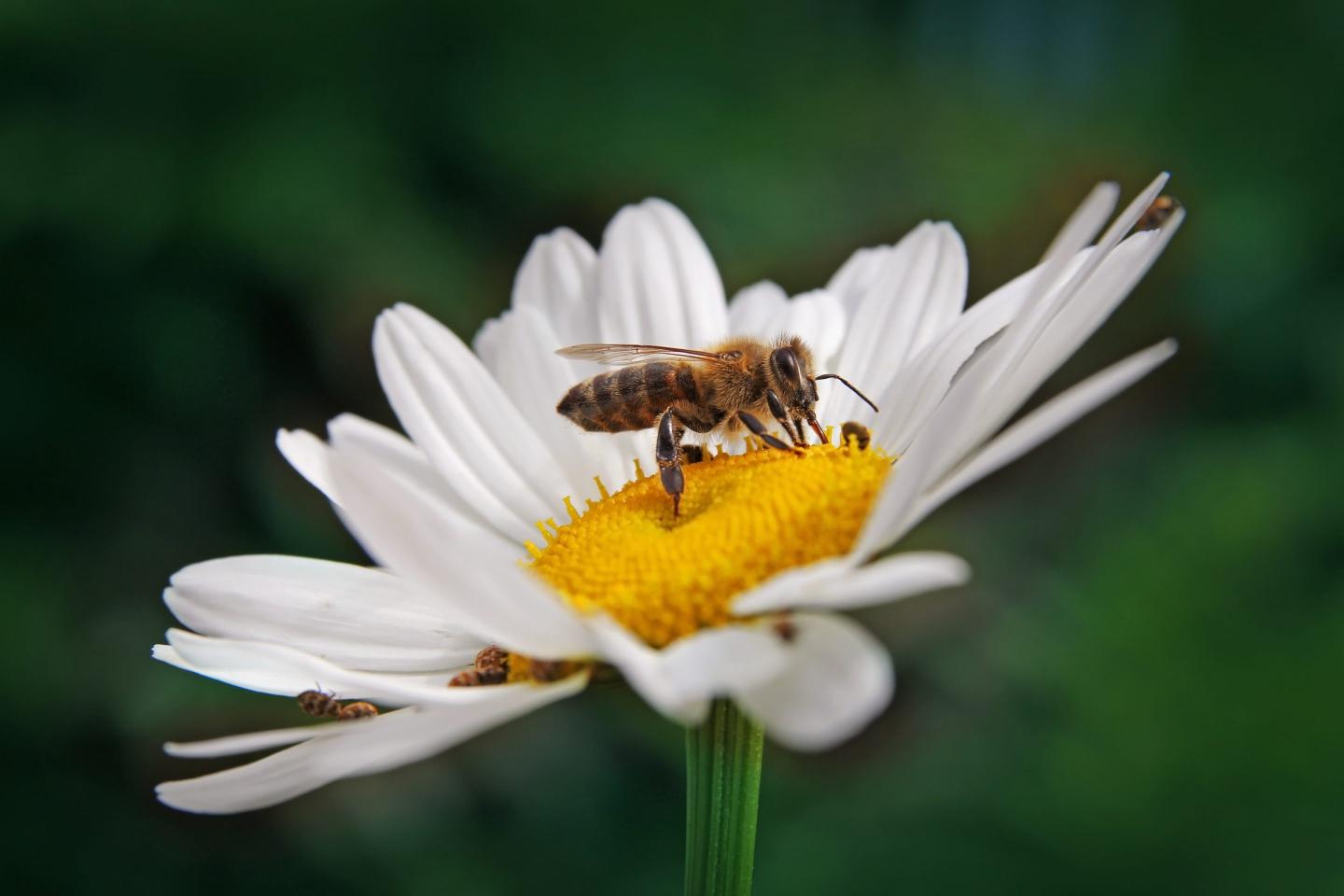 Vermont governor stings bee supporters by vetoing ban on widely used pesticide