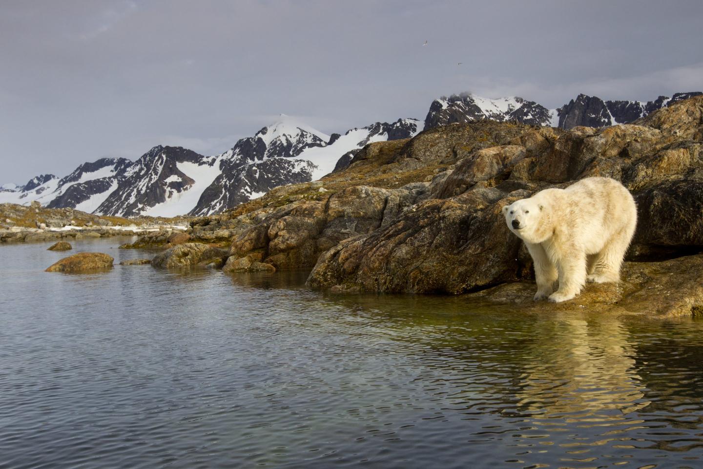polar bear near water