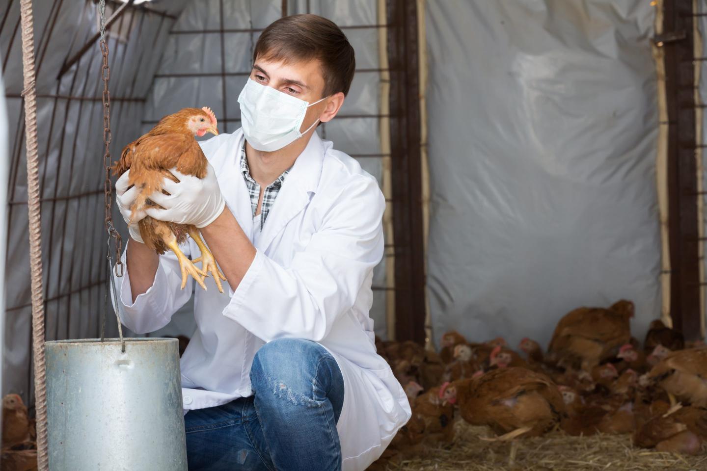 More than 90 million chickens have died in the bird flu outbreak, with an Iowa egg farm the latest to test positive