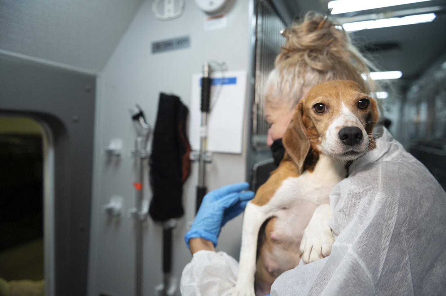 Company that bred beagles for medical research agrees to pay record $35m fine for neglecting thousands of dogs at Virginia facility