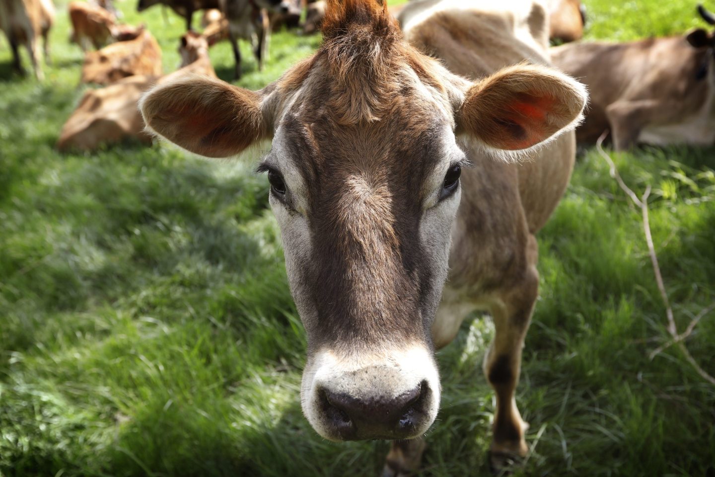 A Jersey cow feeds in a field in Iowa, May 8, 2018.