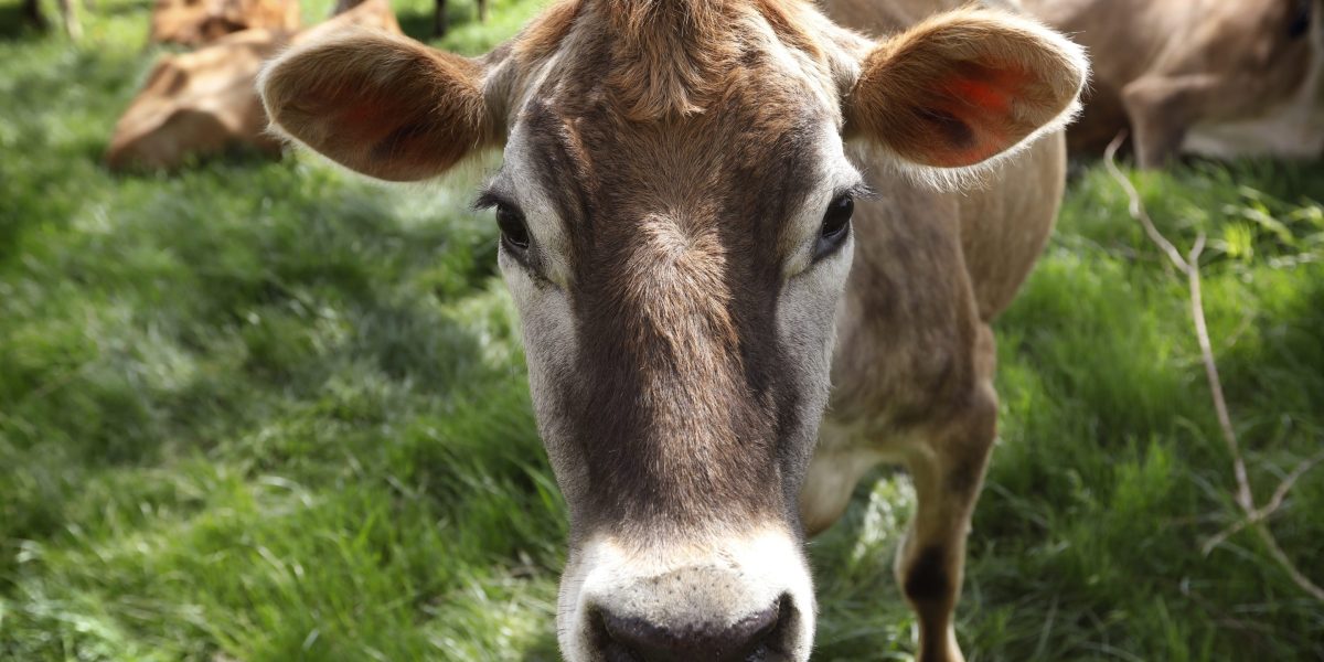 Dairy farmers look to poultry industry that had to kill 100 million birds for guidance