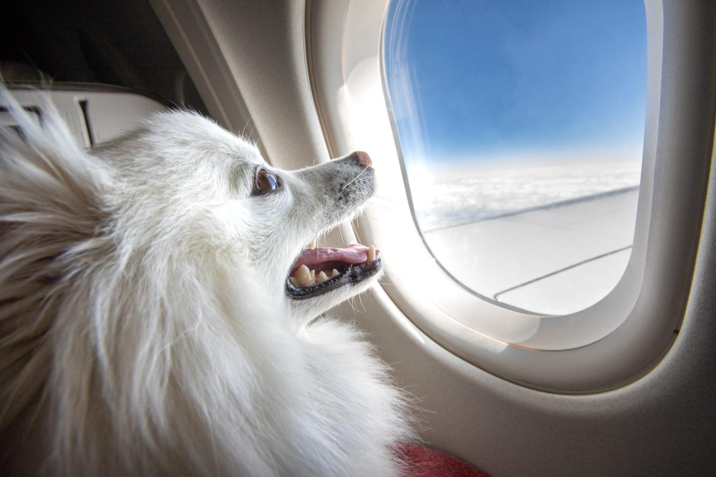 Bark Air has hit some turbulence.