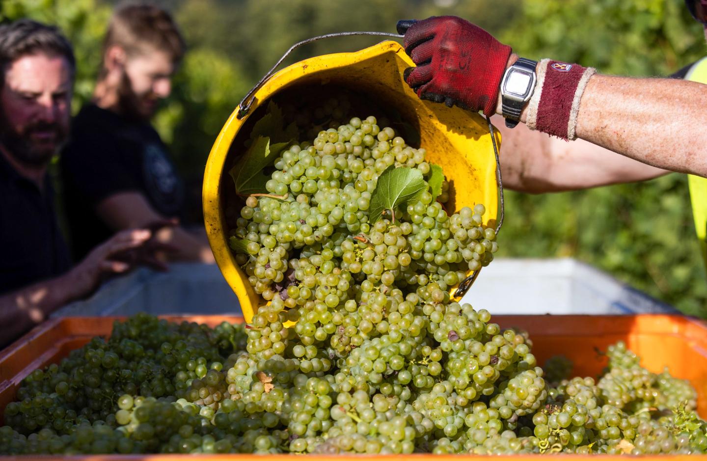 Harvest of green grapes at Chapel Down Group Plc Vineyard