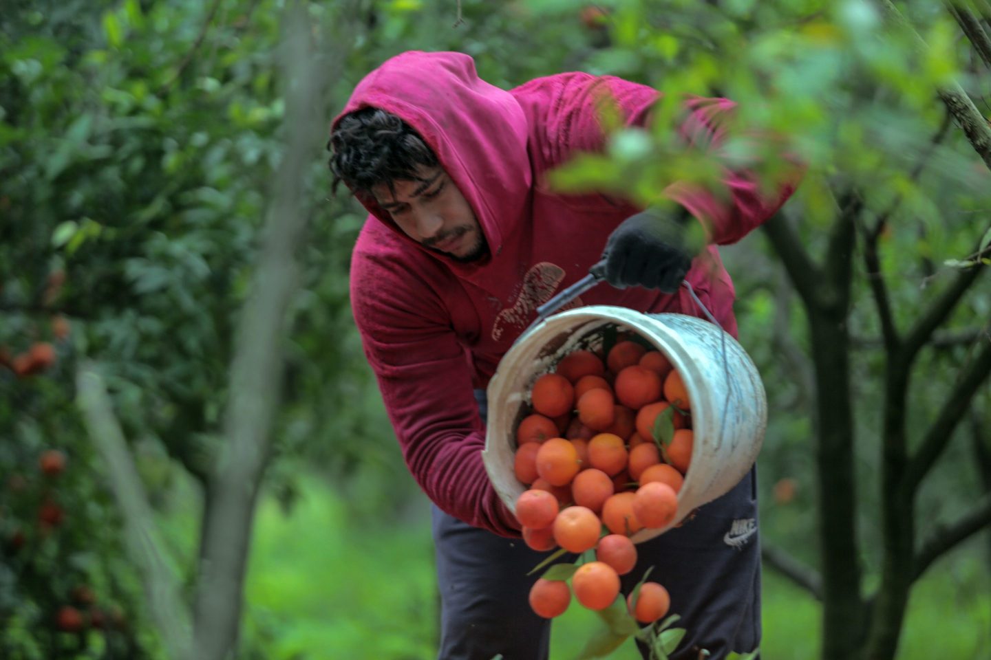 A man in an orchard pours out a large plastic bucket filled with oranges.