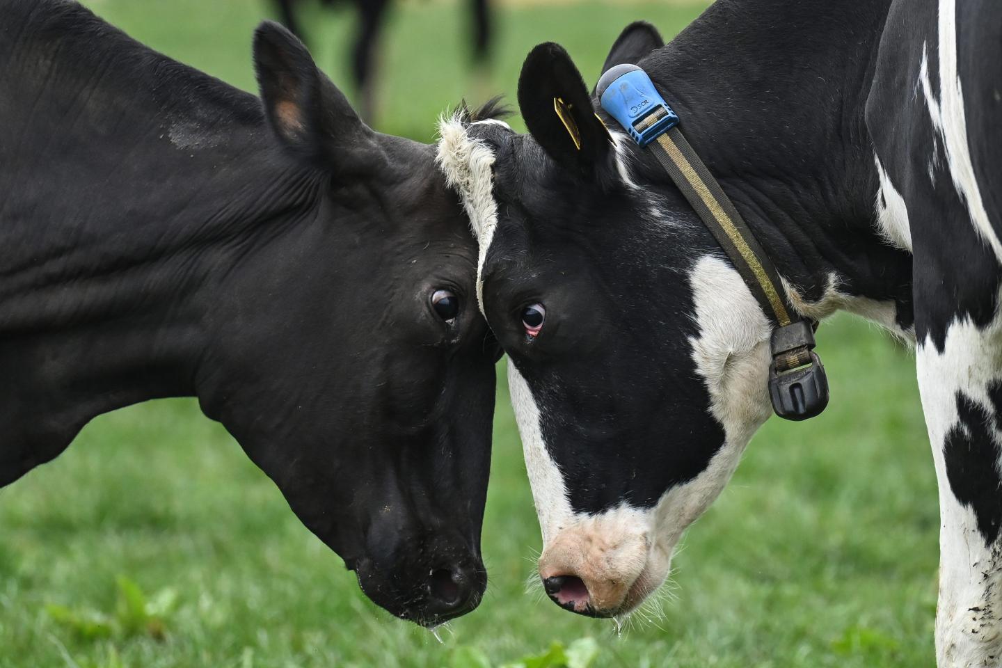 two cows butting their heads
