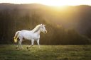 unicorn running on grass