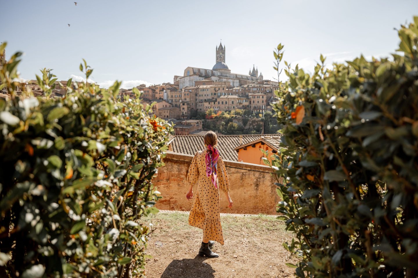 woman walking amid short trees facing Siena old town
