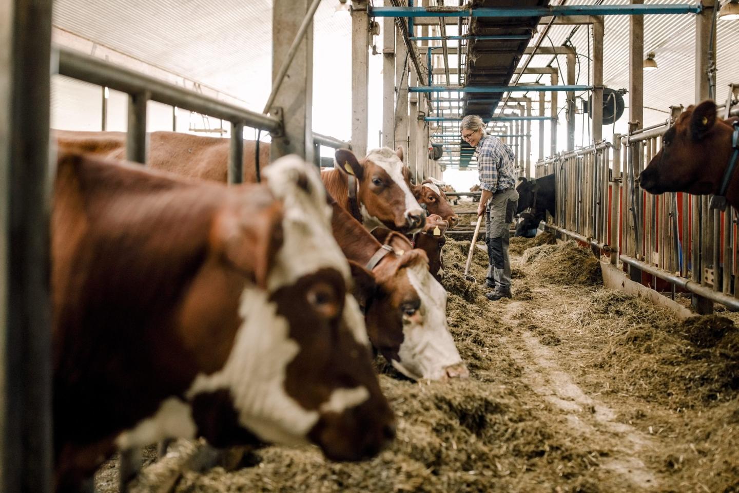 Farmer rakes hey in a cow pen.