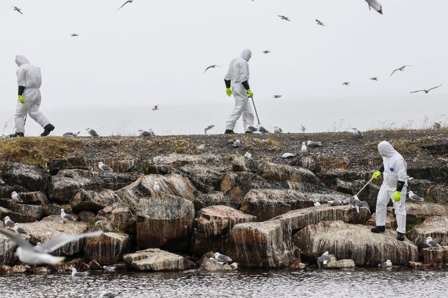 No one wants another pandemic—but bird flu has already flown the coop