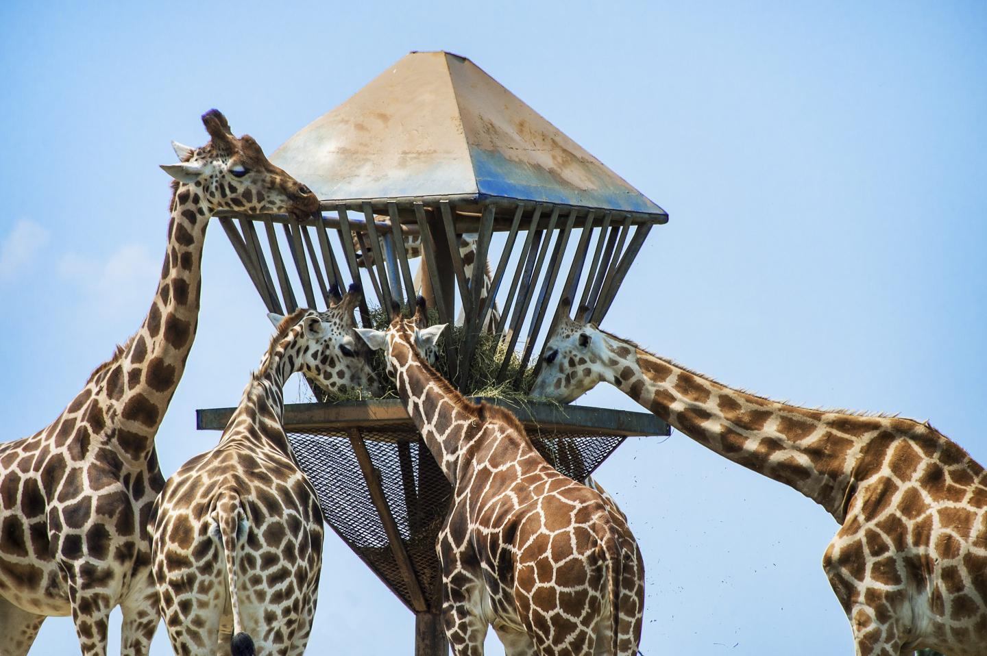 Zoo giraffes feeding