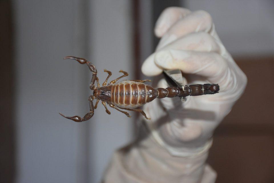 A medical lab staff holds a scorpion at a vaccine company in Adiyaman province of Turkey.