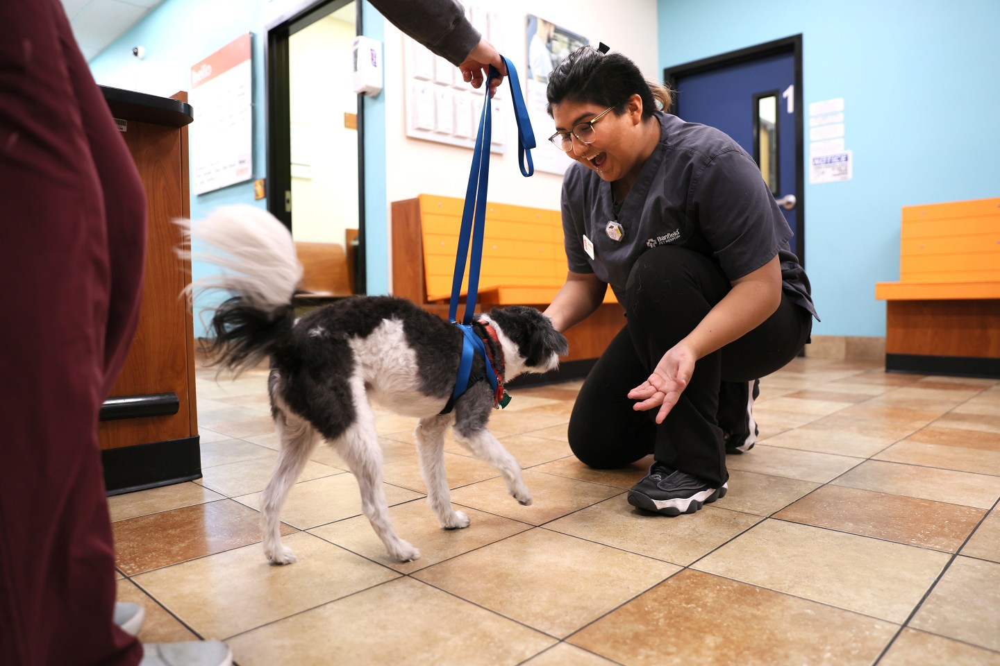 Man working in a veterinary hospital greets a canine client in Los Angeles