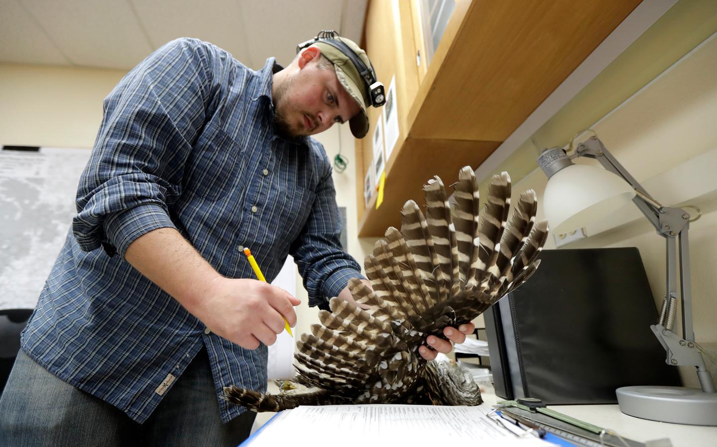 A wildlife technician holds up a dead owl's wing as he takes notes.