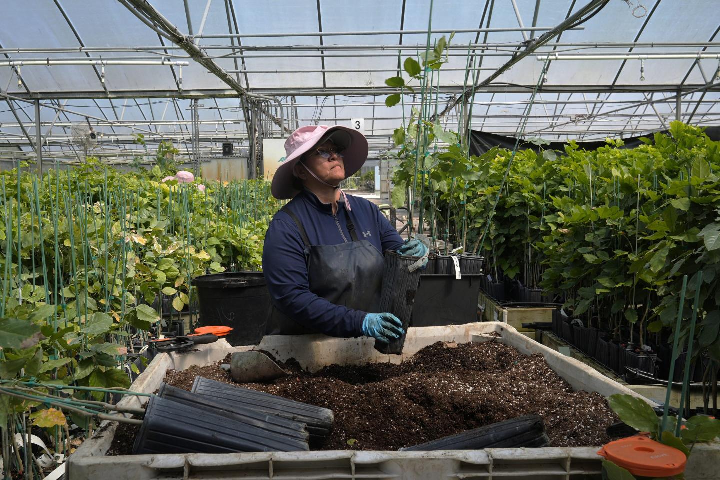 worker in plant nursery