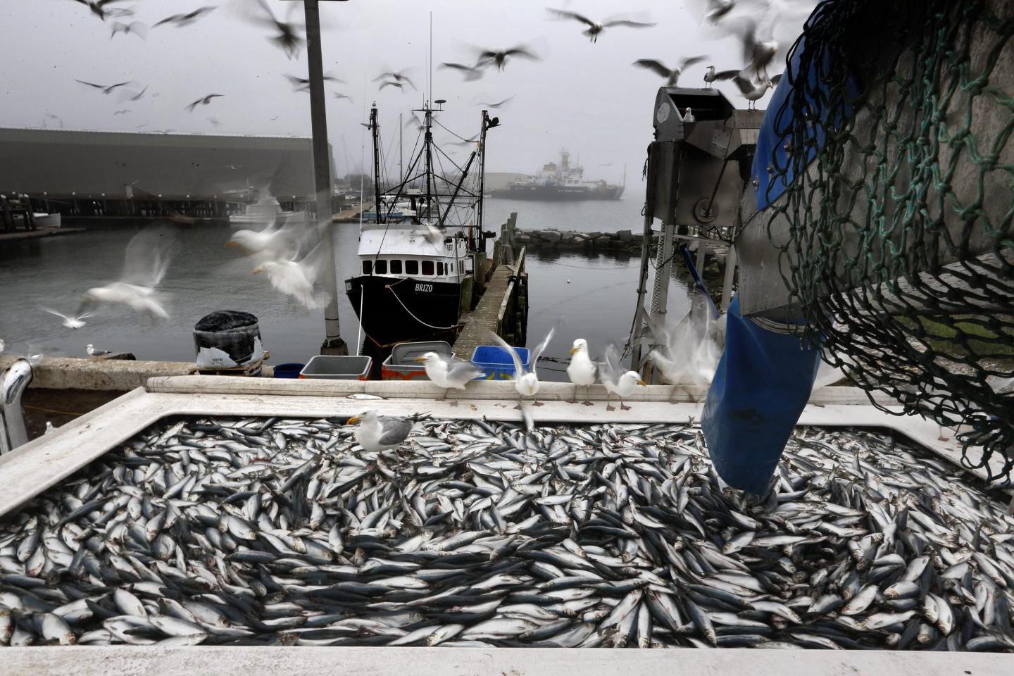 New England fishermen sentenced in complex fraud case involving Atlantic herring—a fish species vitally important as commercial lobster bait