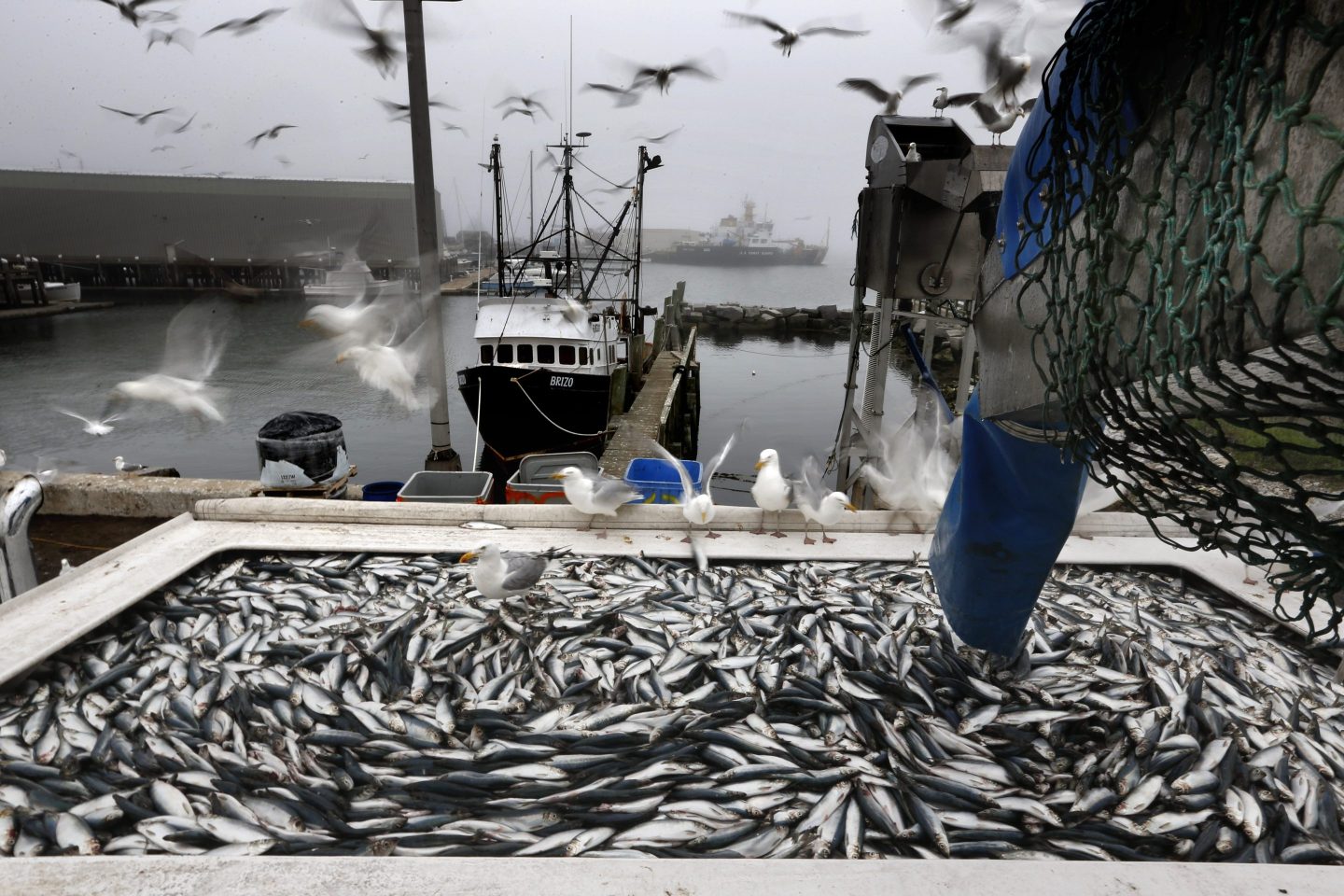 Herring being unloaded from a fishing boat in Rockland, Maine on July 8, 2015.