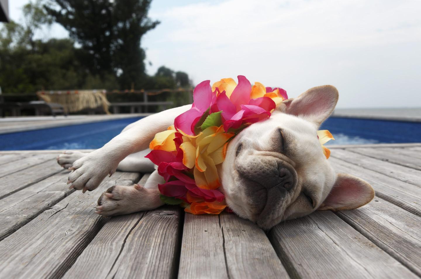 The travel industry is waking up to pet parents’ $259 billion annual budget as hotels, restaurants, and tours cater to our four-legged friends