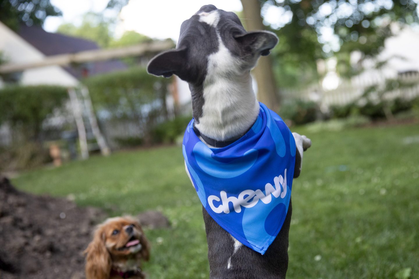 dog wearing Chewy bandana