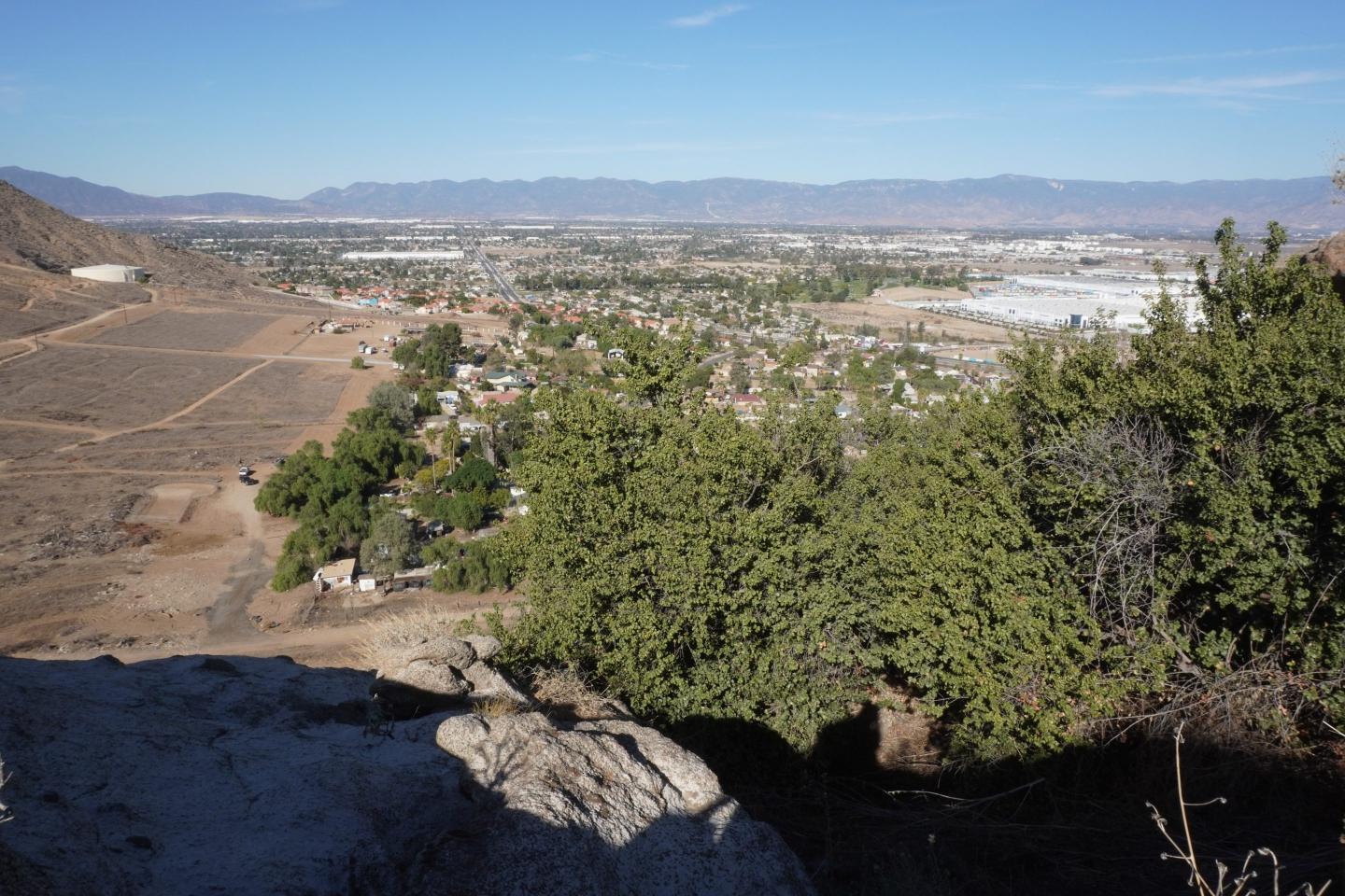 A sacred 13,000-year-old tree faces off with a California real-estate development