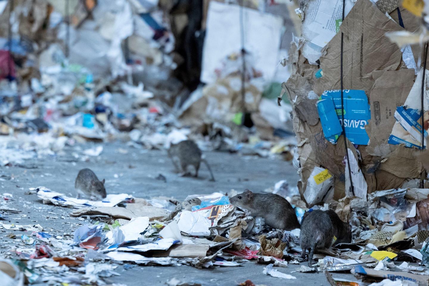 Welcome to ‘Ratatouille’: Paris is trying to curb its rat population ahead of the Olympics kick-off as thousands descend on the French capital