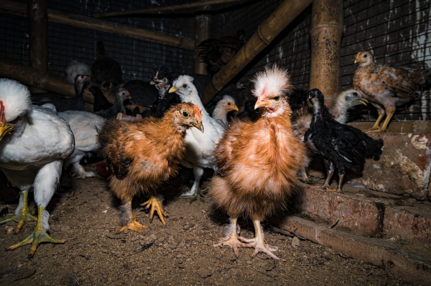 A flock of chickens inside an enclosure