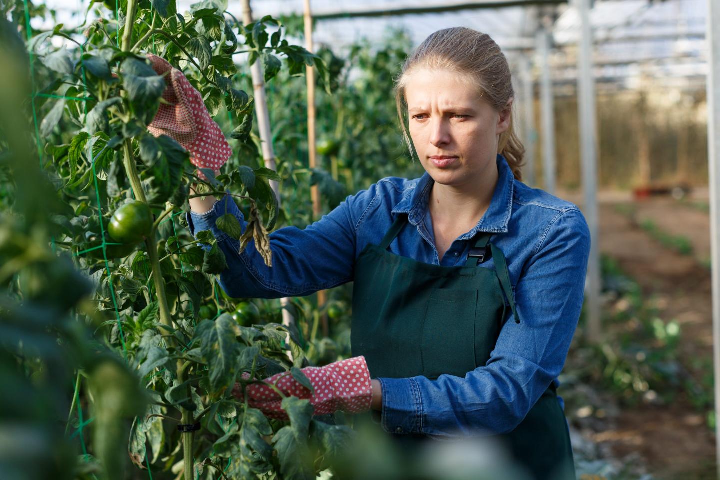 A technology crucial for growing fruits and vegetables is suffocating the workers who pick them