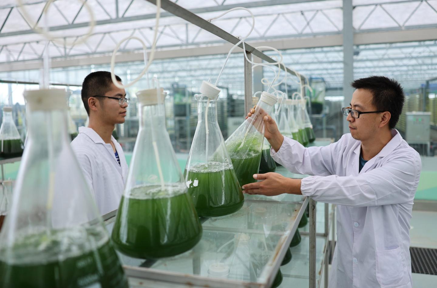 Washington’s scrutiny of Chinese and Chinese American scientists is hurting their productivity—and global scientific cooperation