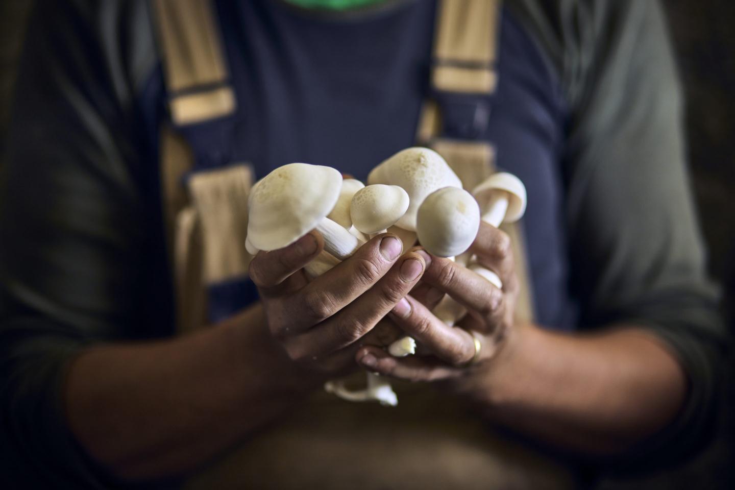 Hands holding a pile of white mushrooms