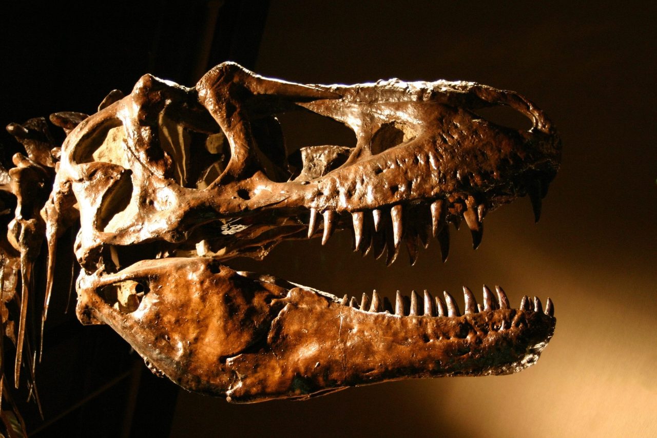 dinosaur-fossil-shatters-auction-records-after-billionaire-investor-ken
