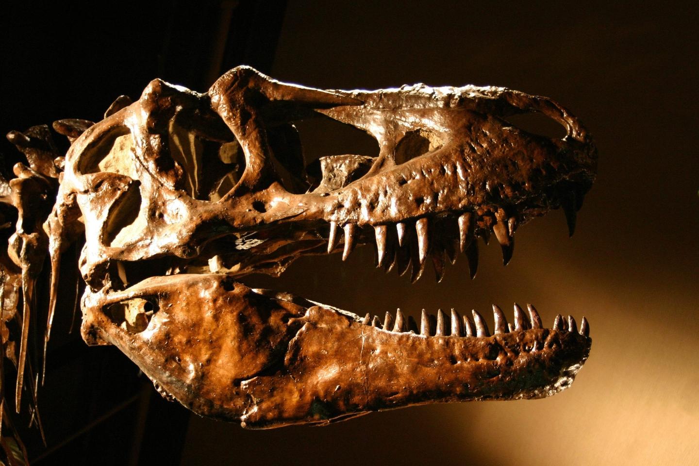 Billionaire investor Ken Griffin pays $45 million for dinosaur fossil, shattering auction records