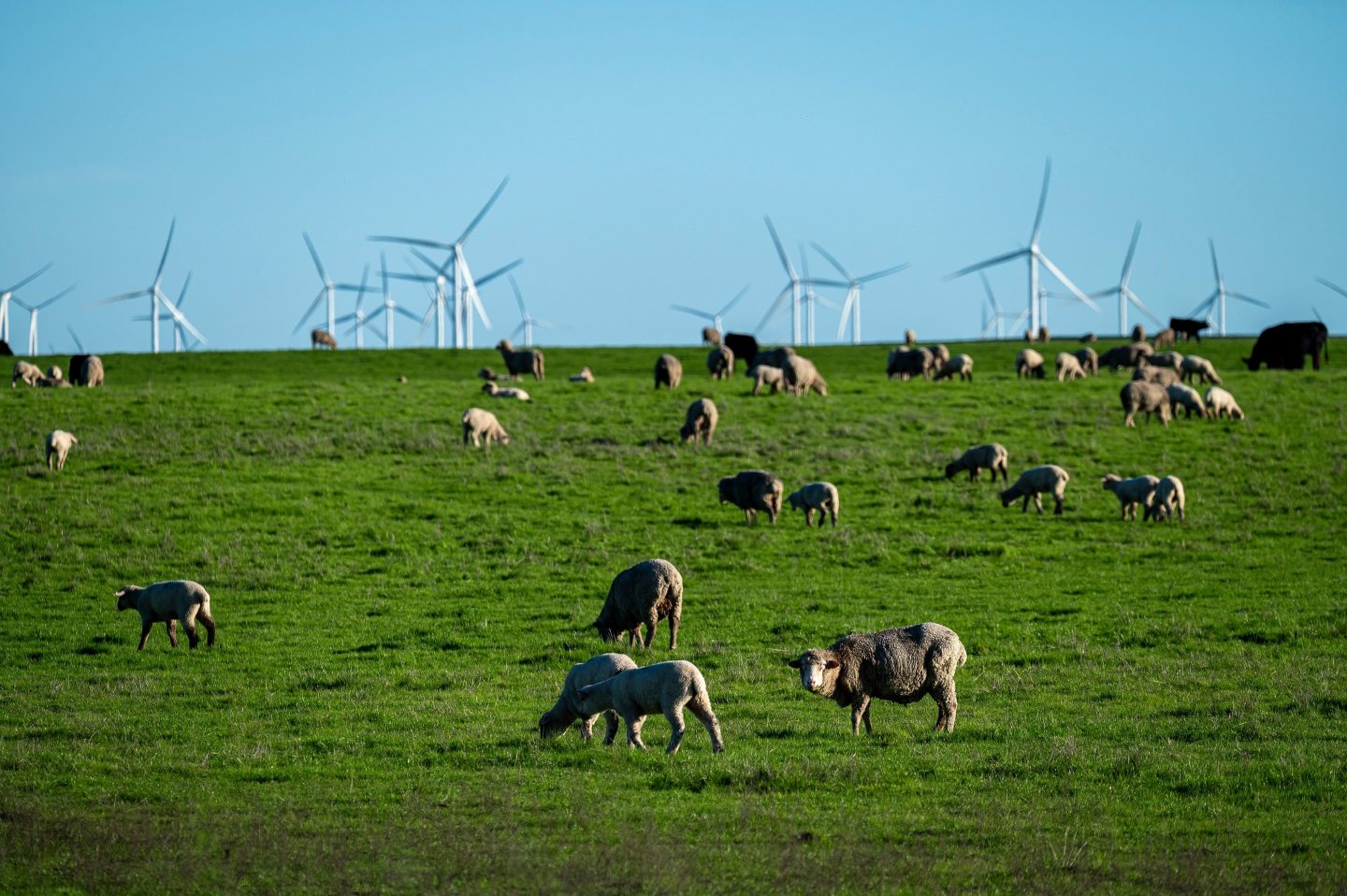 Sheep graze in a field at the site of a proposed development by California Forever in Solano County, Calif., on Jan. 25, 2024.