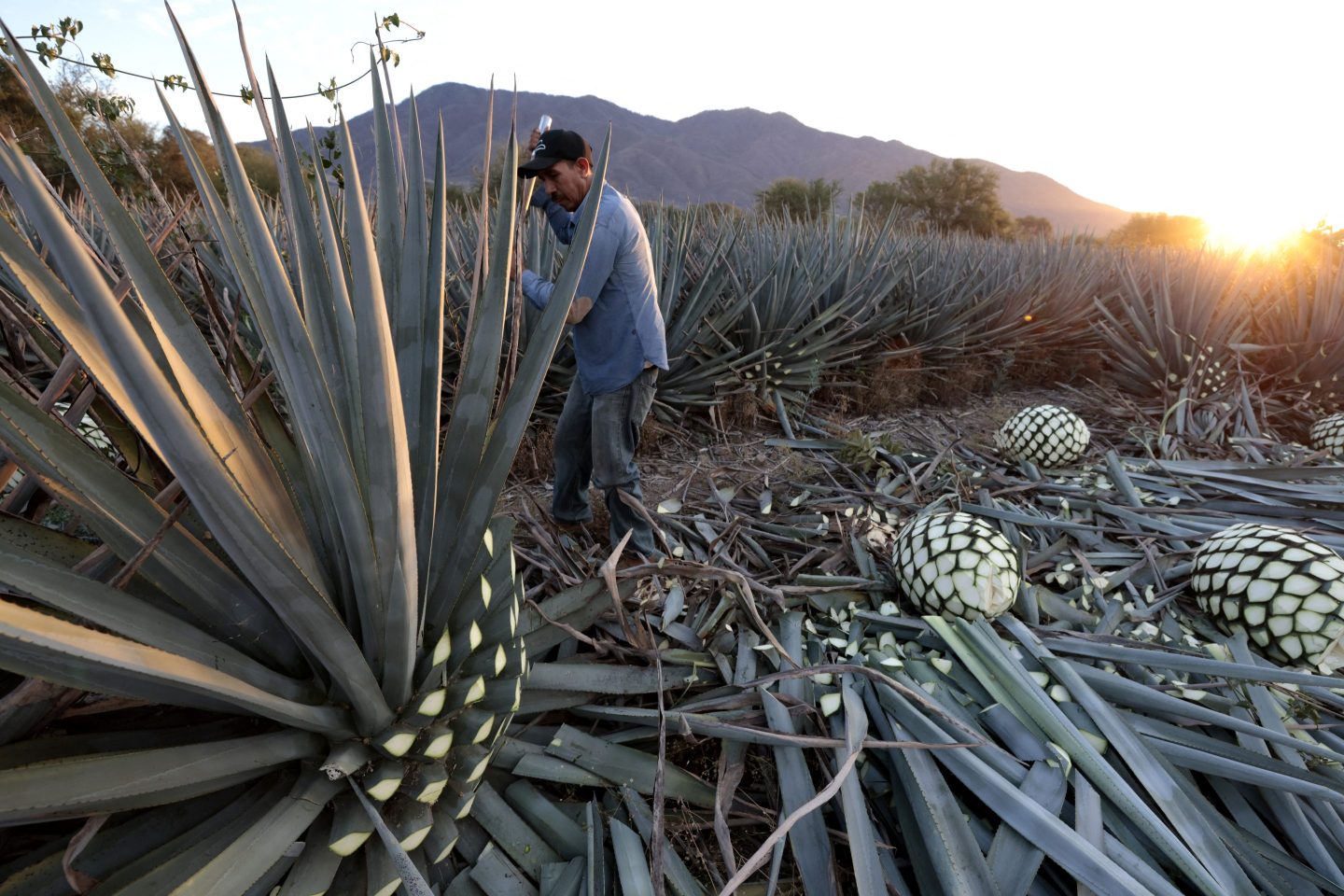 A Jimador (a person who works on the agave plant) cuts an agave plant to extract the pineapple used to make tequila in Tequila, Jalisco State, Mexico, on April 16, 2024.