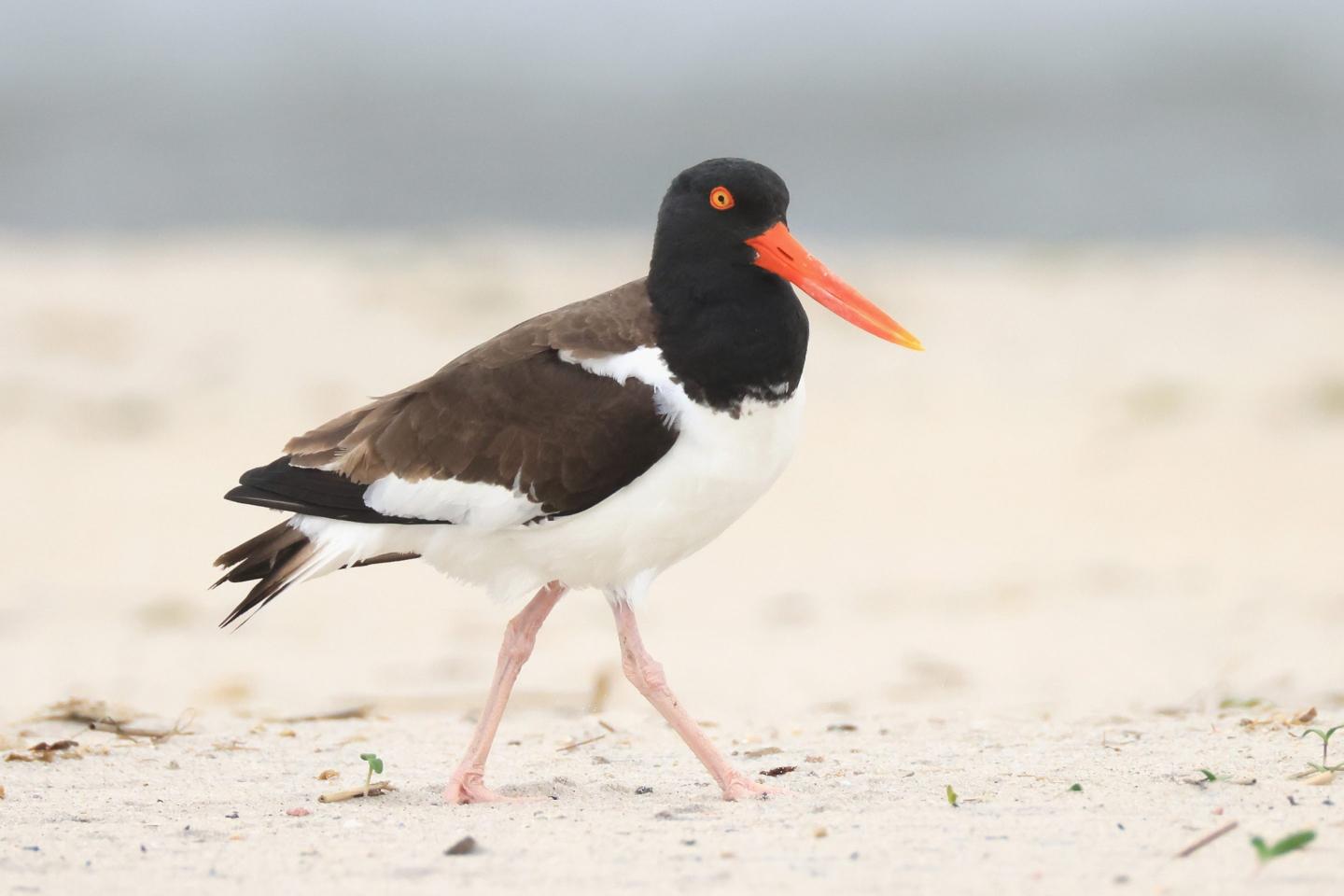An American Oystercatcher