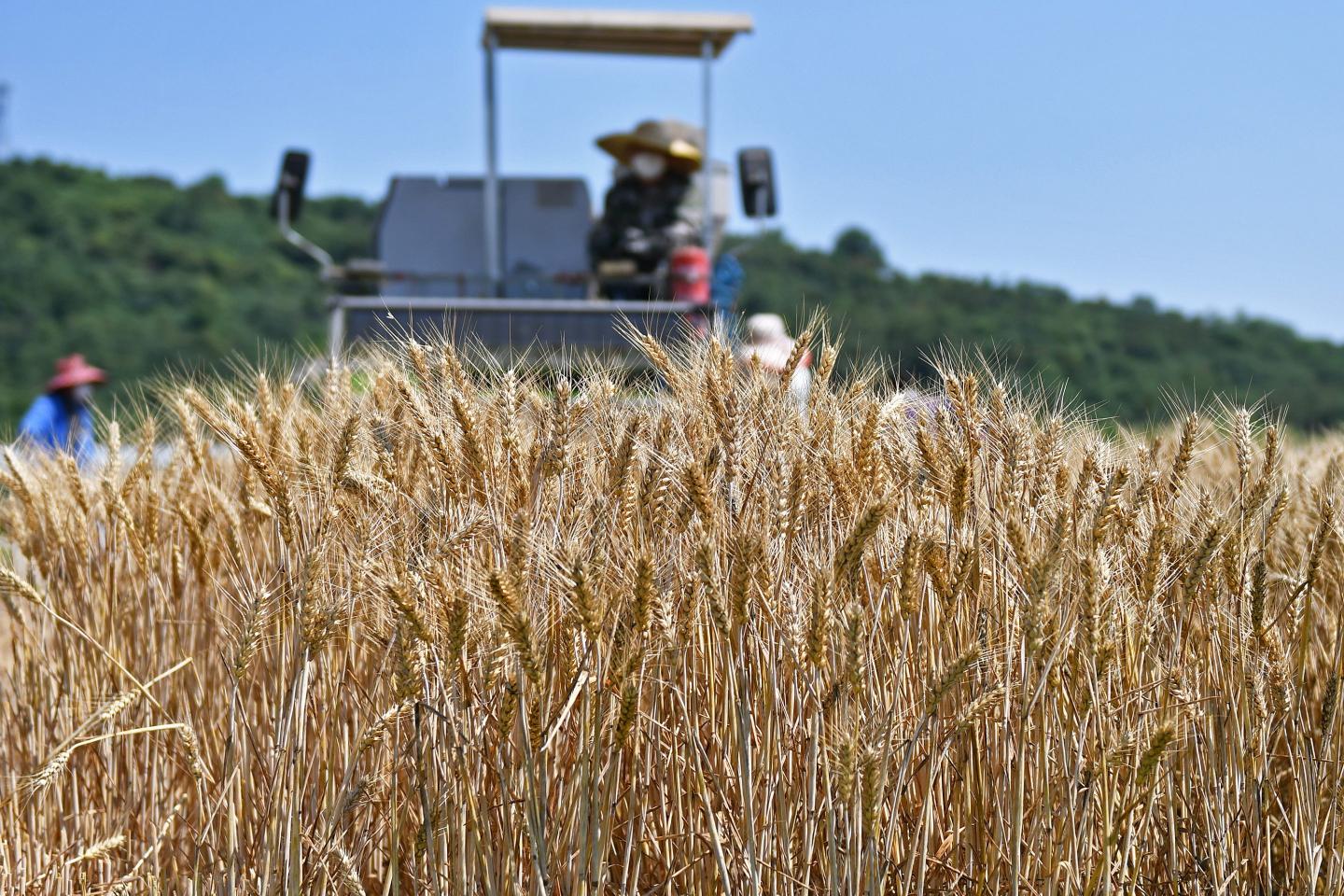 A harvester in a field of wheat