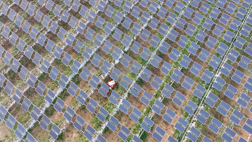 LIANYUNGANG, CHINA - JULY 21, 2024 - A villager manages Chinese medicinal herbs grown in a photovoltaic plantation in Lihua village, Lianyungang city, East China's Jiangsu province, July 21, 2024. (Photo credit should read CFOTO/Future Publishing via Getty Images)