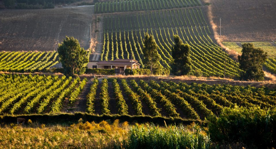 Sambuca Di Sicilia, in deep rural Sicily, has been the most successful hotspot to date.